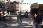 05 Jaipur  Jodpur Mix (80)